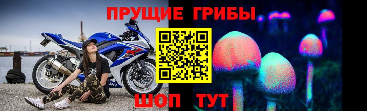 Гатчина  Псилоцибиновые грибы Cubensis  Вход с VPN 